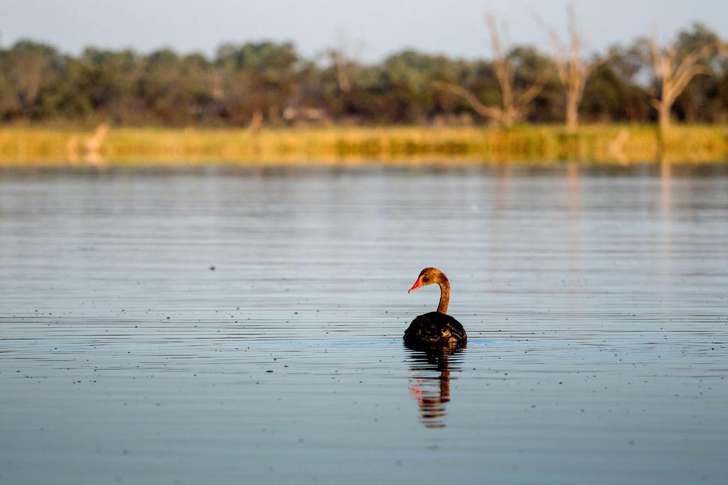 Discovery Parks - Lake Bonney Barmera Экстерьер фото